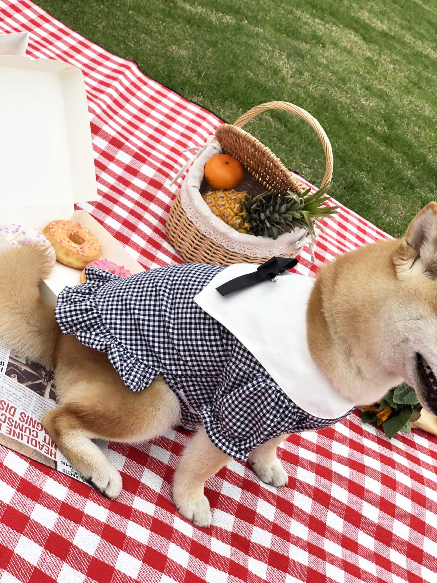 Shirt tide pet clothes