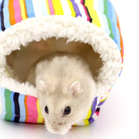 Pet winter warm cotton nest hanging house