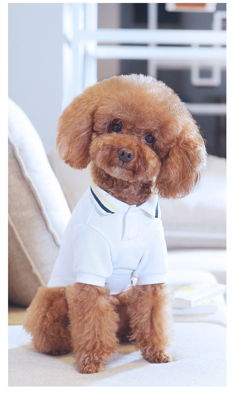 Teddy pet summer T-shirt