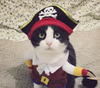Pet Dog Cat Transformed Clothes Upright Clothes Halloween Pet Dress