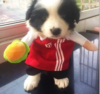 Pet Dog Cat Transformed Clothes Upright Clothes Halloween Pet Dress