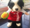 Pet Dog Cat Transformed Clothes Upright Clothes Halloween Pet Dress